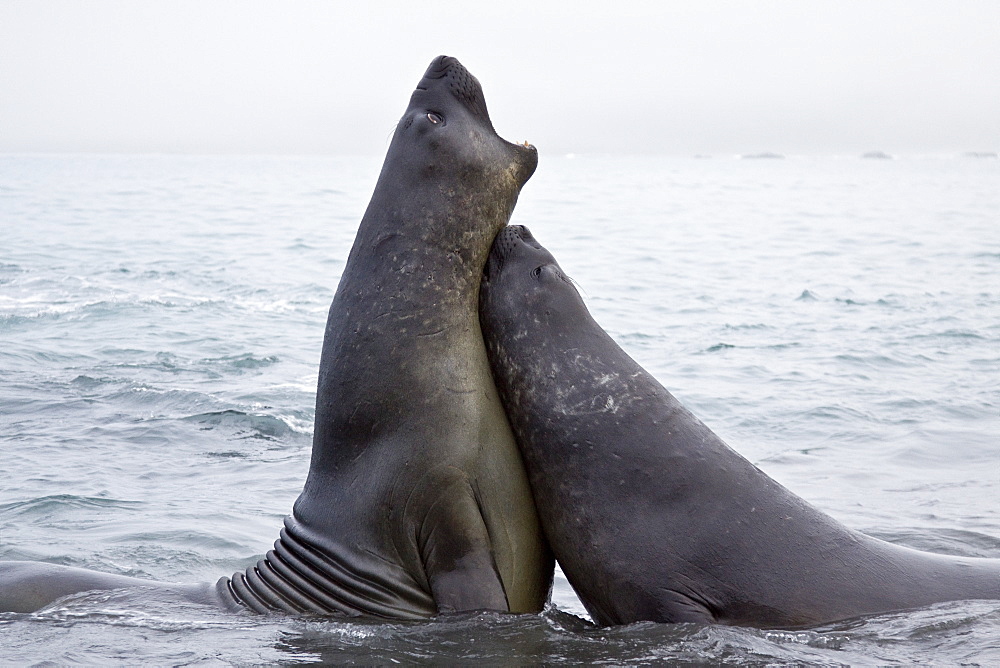 Young southern elephant seals (Mirounga leonina) on the beach at South Georgia in the Southern Ocean