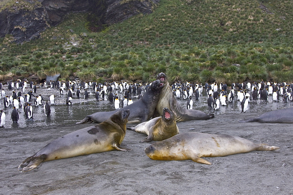 Young southern elephant seals (Mirounga leonina) on the beach at South Georgia in the Southern Ocean