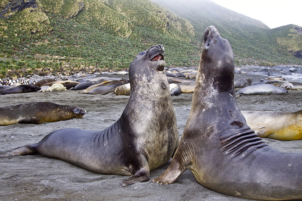 Young southern elephant seals (Mirounga leonina) on the beach at South Georgia in the Southern Ocean