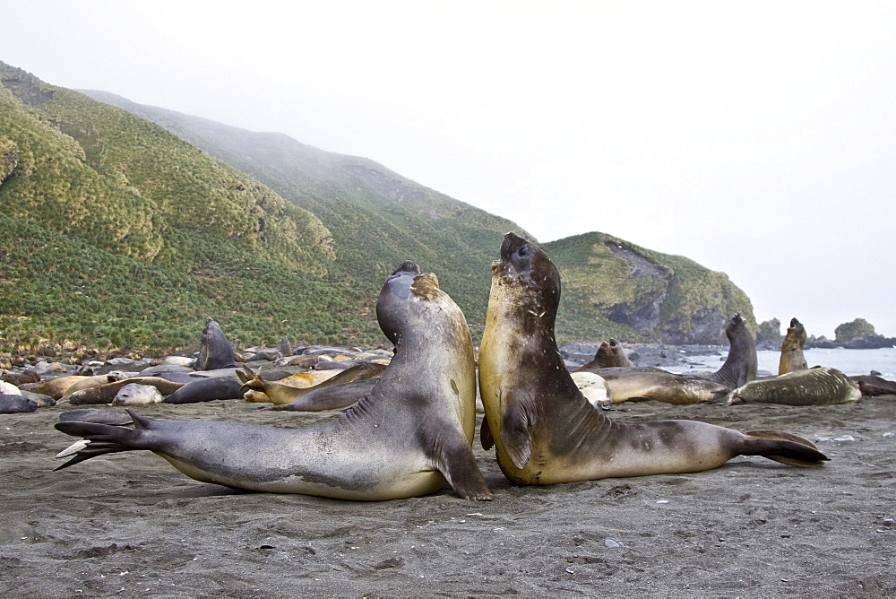 Young southern elephant seals (Mirounga leonina) on the beach at South Georgia in the Southern Ocean