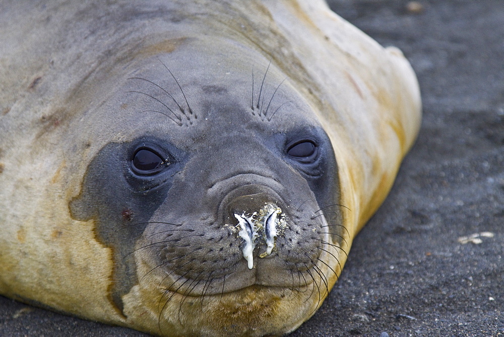 Young southern elephant seal (Mirounga leonina) close-up on the beach at South Georgia in the Southern Ocean