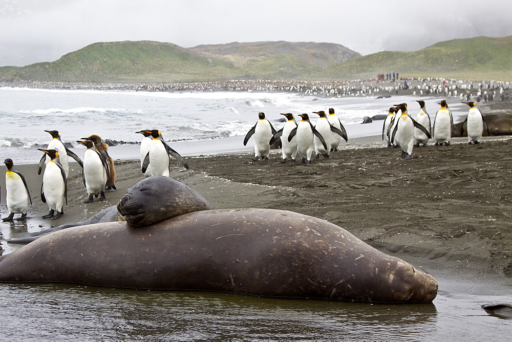 Young southern elephant seals (Mirounga leonina) on the beach at South Georgia in the Southern Ocean, Antarctica