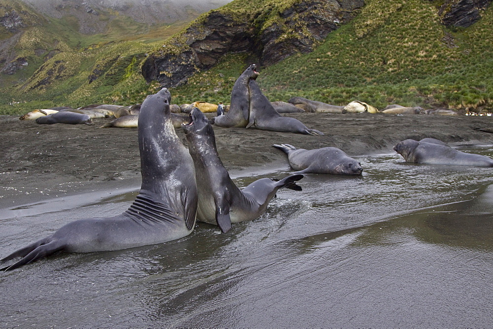 Young southern elephant seals (Mirounga leonina) on the beach at South Georgia in the Southern Ocean