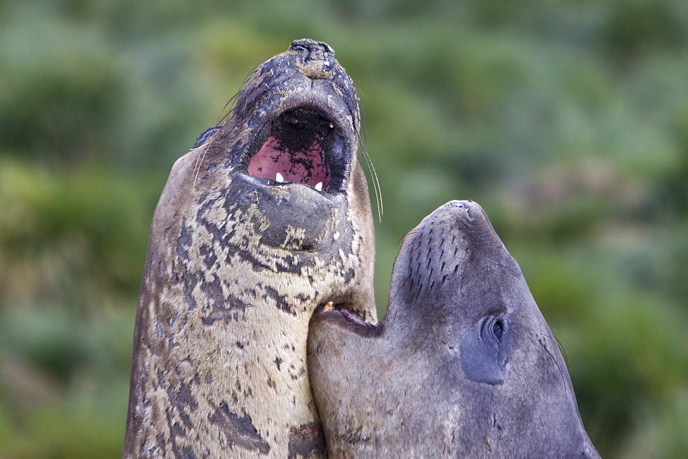 Young southern elephant seals (Mirounga leonina) on the beach at South Georgia in the Southern Ocean