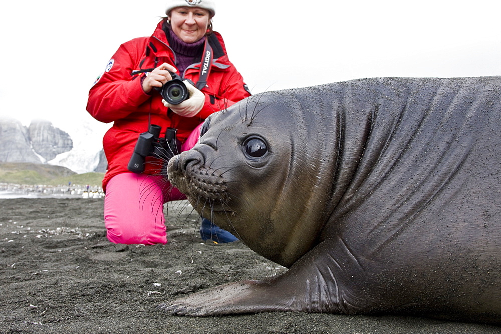 Young southern elephant seals (Mirounga leonina) on the beach at South Georgia in the Southern Ocean