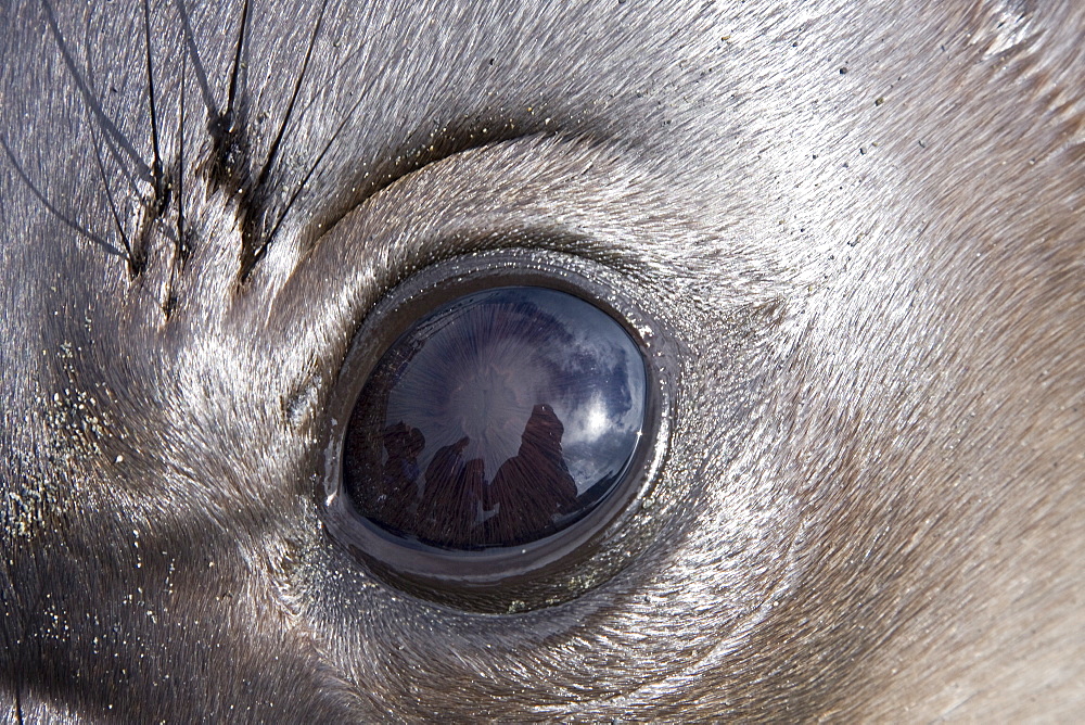 Young southern elephant seal (Mirounga leonina) eye detail on the beach at South Georgia in the Southern Ocean