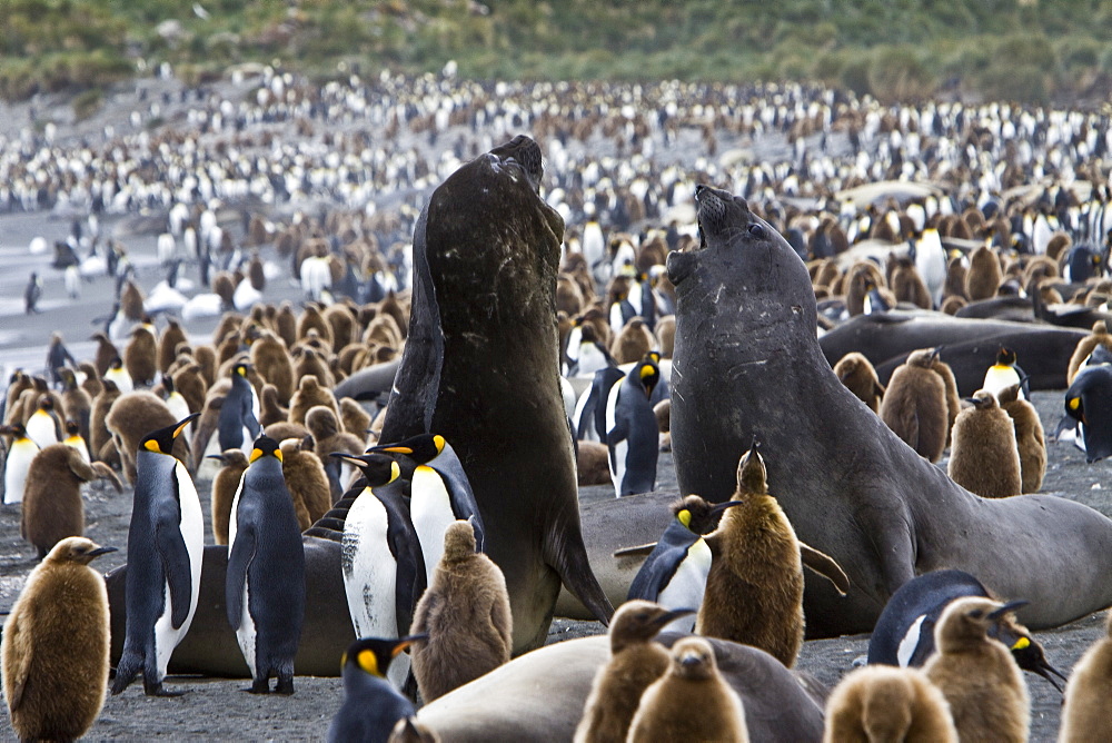 Young southern elephant seals (Mirounga leonina) on the beach at South Georgia in the Southern Ocean