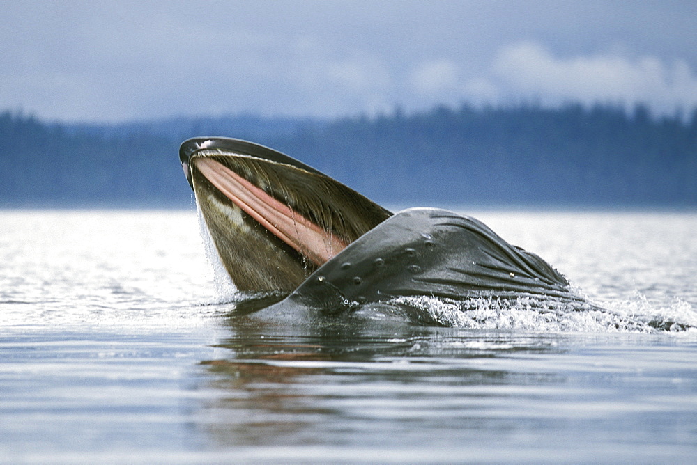 Adult Humpback Whale (Megaptera novaeangliae) surface side lunge feeding (notice pink roof of mouth and baleen plates hanging from upper jaw), Southeast Alaska, USA. Pacific Ocean.