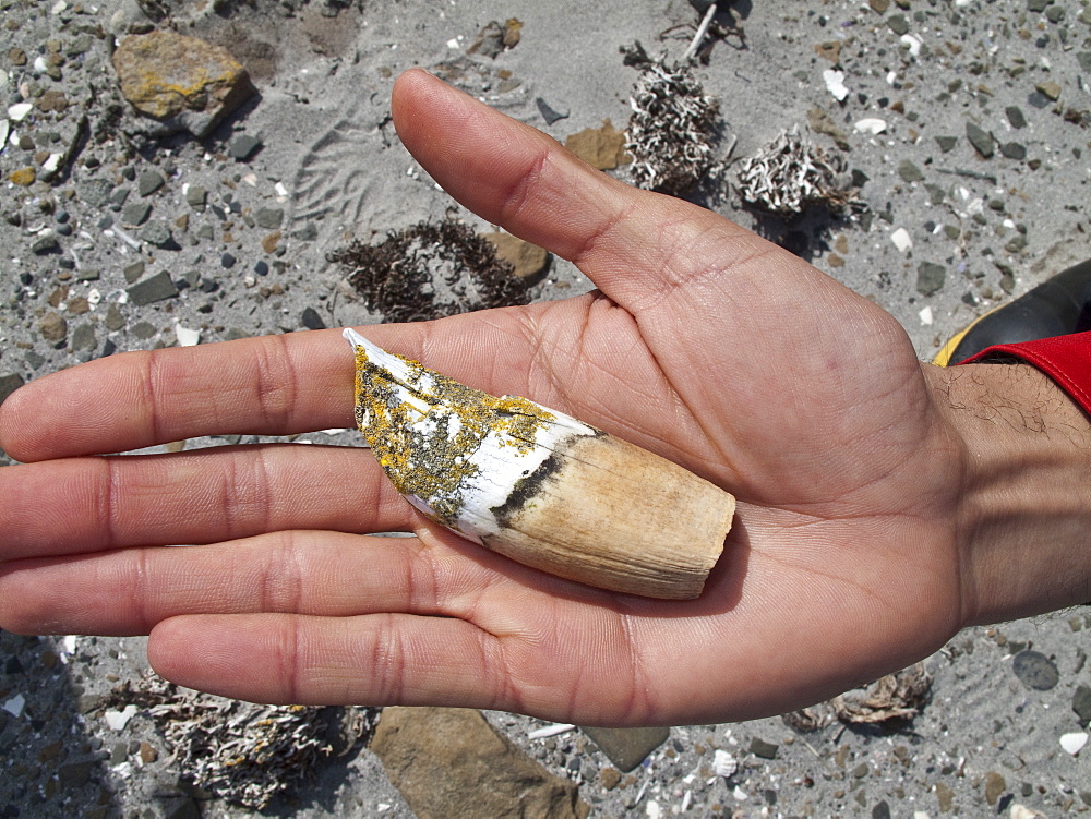 Southern elephant seal (Mirounga leonina) tooth found on the beach at South Georgia in the Southern Ocean