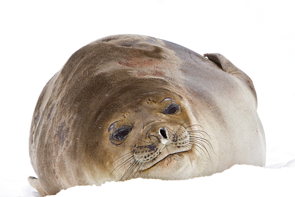 Young southern elephant seal (Mirounga leonina) on the beach at Petermann Island, Antarctica