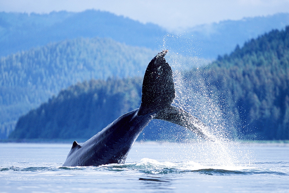 Adult humpback whale tail-throw in Icy Strait, Alaska, USA.