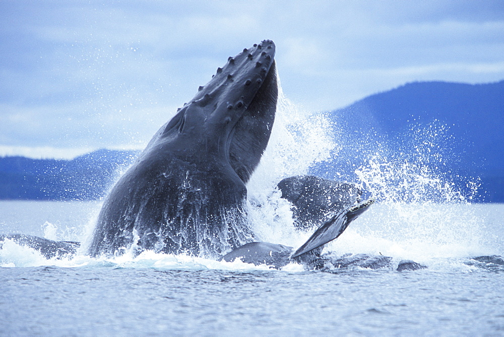 Humpback Whales (Megaptera novaeangliae) cooperatively "bubble-net" feeding in Chatham Strait, Southeast Alaska, USA.