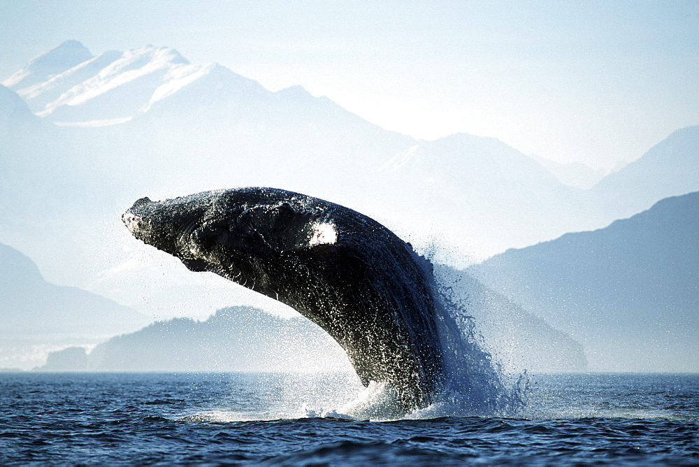 Adult Pacific Humpback Whale, Megaptera novaeangliae, breaching in Cross Sound, Southeast Alaska
