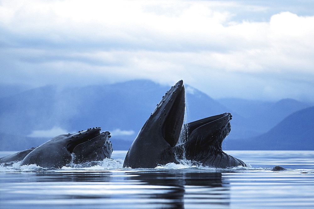 Adult Pacific Humpback Whales, Megaptera novaeangliae, cooperatively "bubble-net feeding", Southeast Alaska
