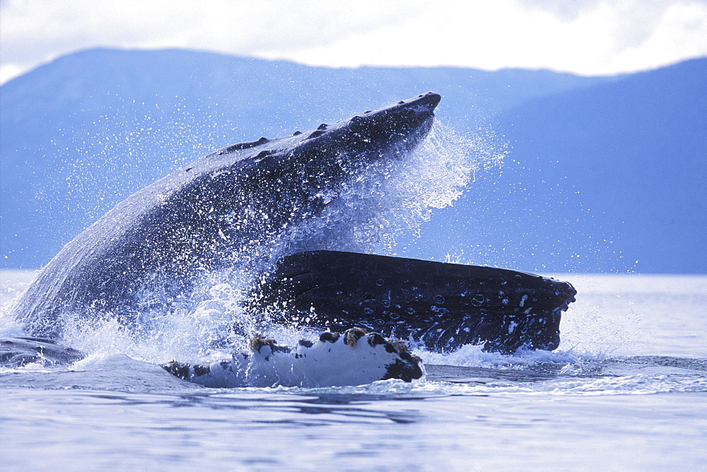 Humpback Whales (Megaptera novaeangliae) cooperatively "bubble-net" feeding  in Chatham Strait, Southeast Alaska, USA.