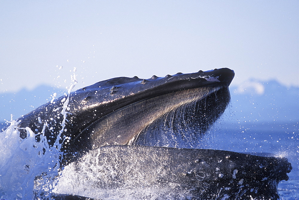 Humpback Whale (Megaptera novaeangliae) cooperatively "bubble-net" feeding (extreme detail, note baleen plates in upper jaw) in Chatham Strait, Southeast Alaska, USA.