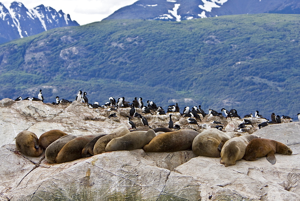 South American Sea Lion (Otaria flavescens) hauled out on small rocky islet just outside Ushuaia, Beagle Channel, Argentina