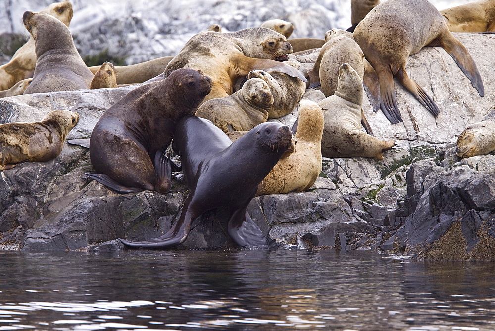 South American Sea Lion (Otaria flavescens) hauled out on small rocky islet just outside Ushuaia, Beagle Channel, Argentina