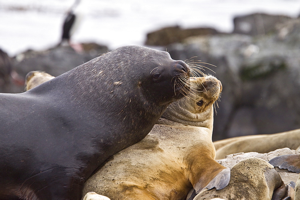 South American Sea Lion (Otaria flavescens) hauled out on small rocky islet just outside Ushuaia, Beagle Channel, Argentina