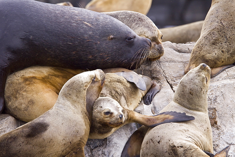 South American Sea Lion (Otaria flavescens) hauled out on small rocky islet just outside Ushuaia, Beagle Channel, Argentina