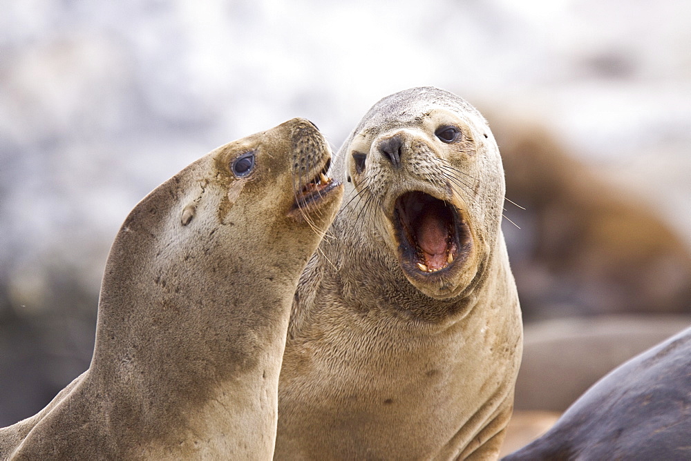 South American Sea Lion (Otaria flavescens) hauled out on small rocky islet just outside Ushuaia, Beagle Channel, Argentina