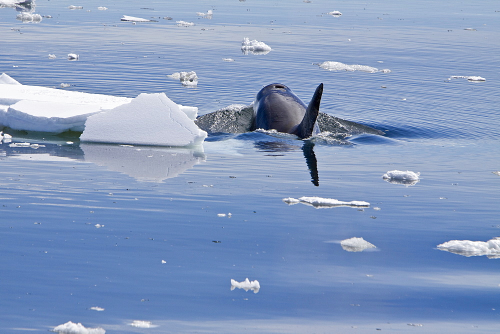 A small pod of Type B Orca (Orcinus nanus) traveling in ice in Crystal Sound on the western side of the Antarctic Peninsula, Antarctica