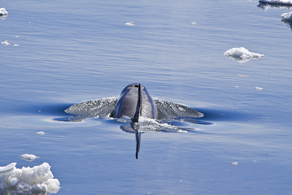 A small pod of Type B Orca (Orcinus nanus) traveling in ice in Crystal Sound on the western side of the Antarctic Peninsula, Antarctica