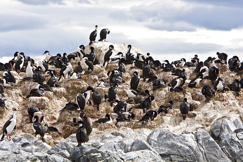 Adult Imperial Shag (Phalacrocorax (atriceps) from breeding colony on offshore islets in the Beagle Channel, coastal southern Chile and Argentina