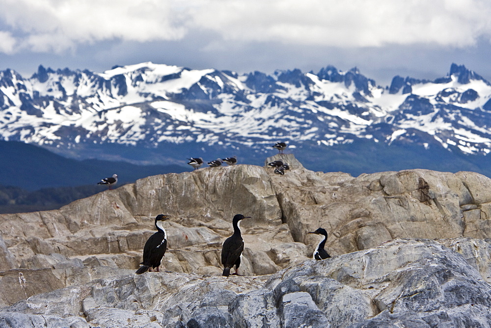 Adult Imperial Shag (Phalacrocorax (atriceps) from breeding colony on offshore islets in the Beagle Channel, coastal southern Chile and Argentina