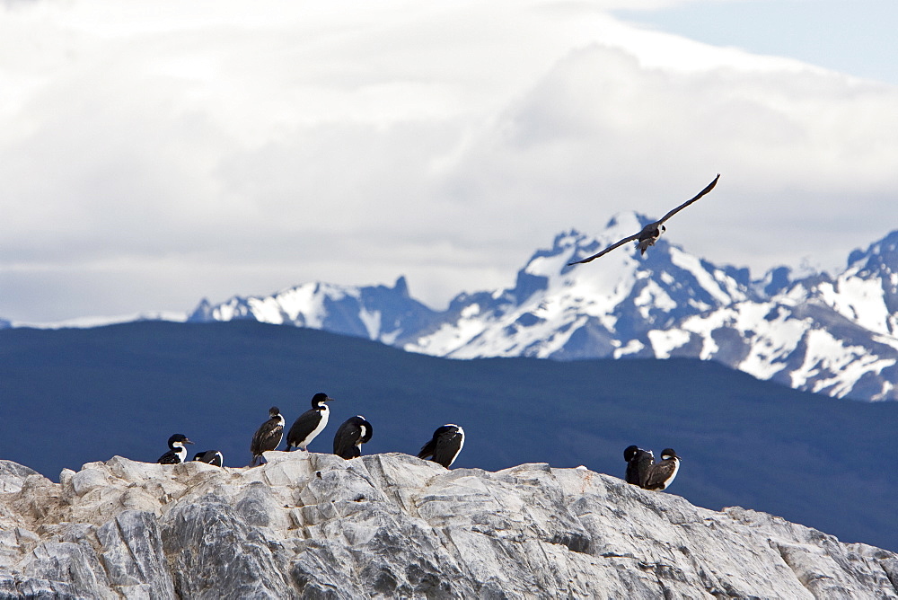 Adult Imperial Shag (Phalacrocorax (atriceps) atriceps) from breeding colony on offshore islets in the Beagle Channel, coastal southern Chile and Argentina