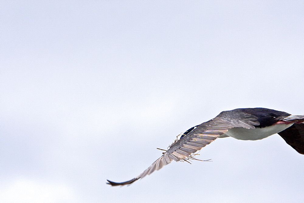 Adult Imperial Shag (Phalacrocorax (atriceps) from breeding colony on offshore islets in the Beagle Channel, coastal southern Chile and Argentina