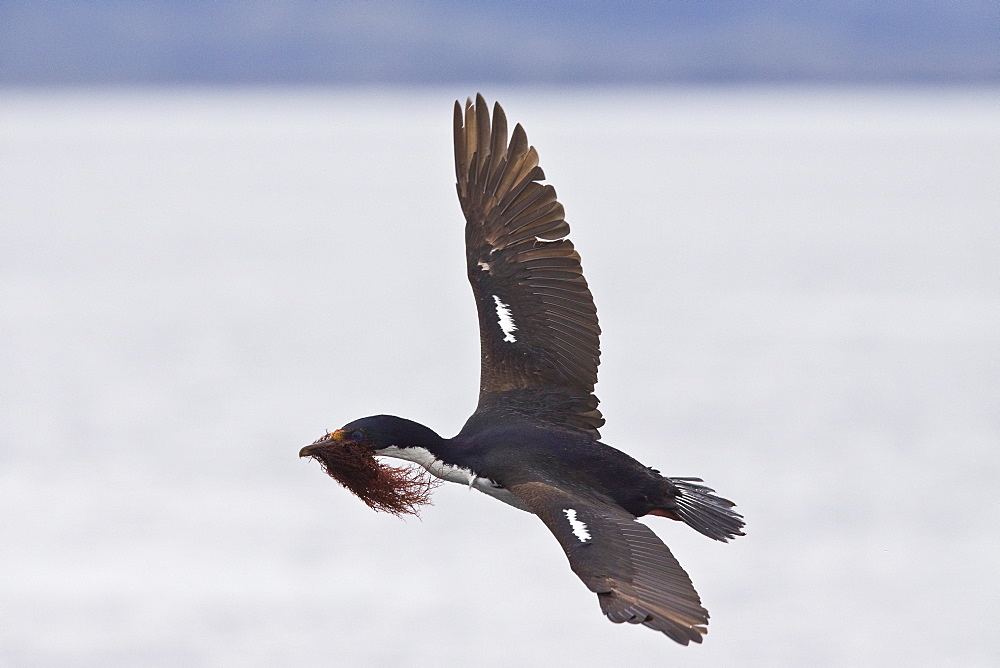 Adult Imperial Shag (Phalacrocorax (atriceps) from breeding colony on offshore islets in the Beagle Channel, coastal southern Chile and Argentina