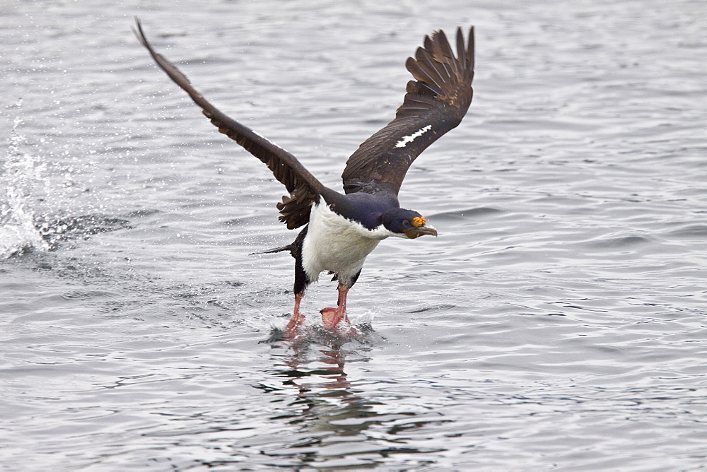 Adult Imperial Shag (Phalacrocorax (atriceps) from breeding colony on offshore islets in the Beagle Channel, coastal southern Chile and Argentina