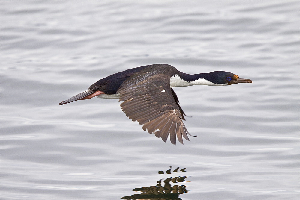 Adult Imperial Shag (Phalacrocorax (atriceps) atriceps) from breeding colony on offshore islets in the Beagle Channel, coastal southern Chile and Argentina