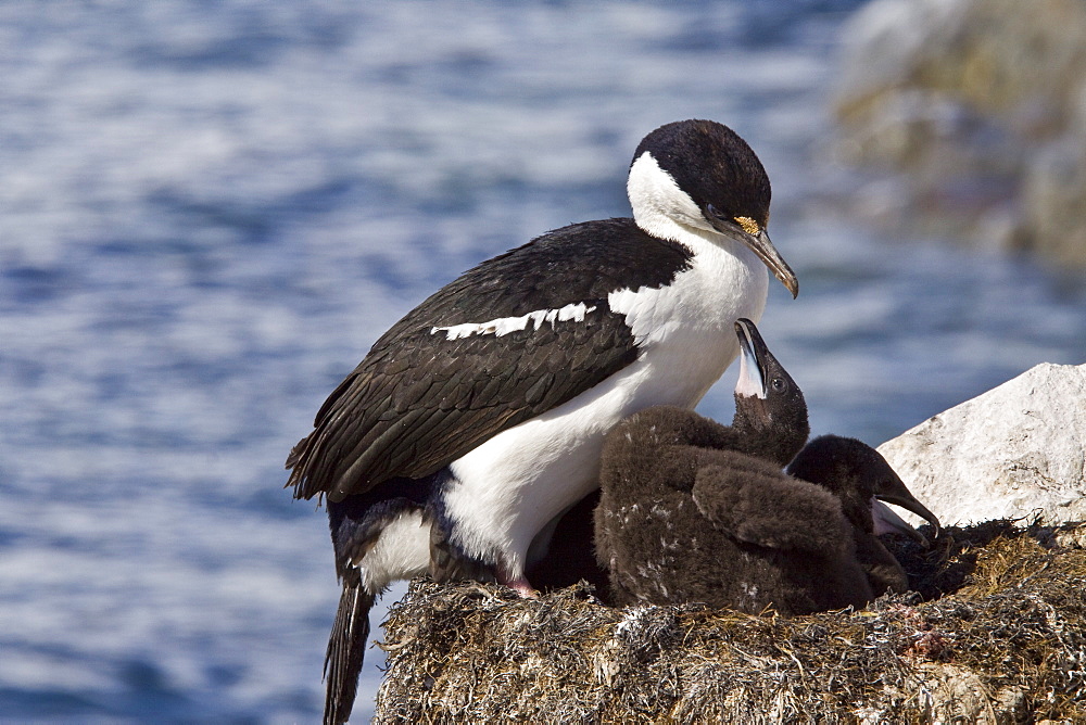 Adult Antarctic Shag, (Phalacrocorax (atriceps) bransfieldensis) from breeding colony on the Antarctic Peninsula