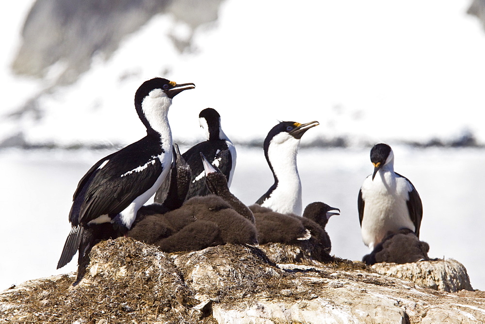 Adult Antarctic Shag, (Phalacrocorax (atriceps) bransfieldensis) from breeding colony on the Antarctic Peninsula