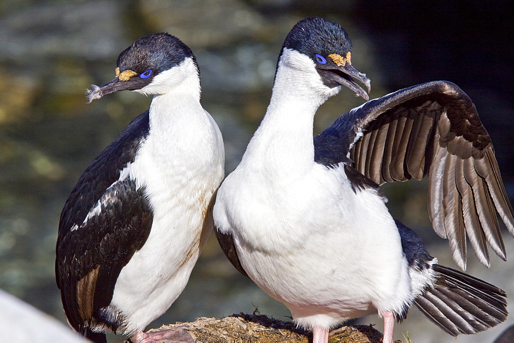 Adult Antarctic Shag, (Phalacrocorax (atriceps) bransfieldensis) from breeding colony on the Antarctic Peninsula