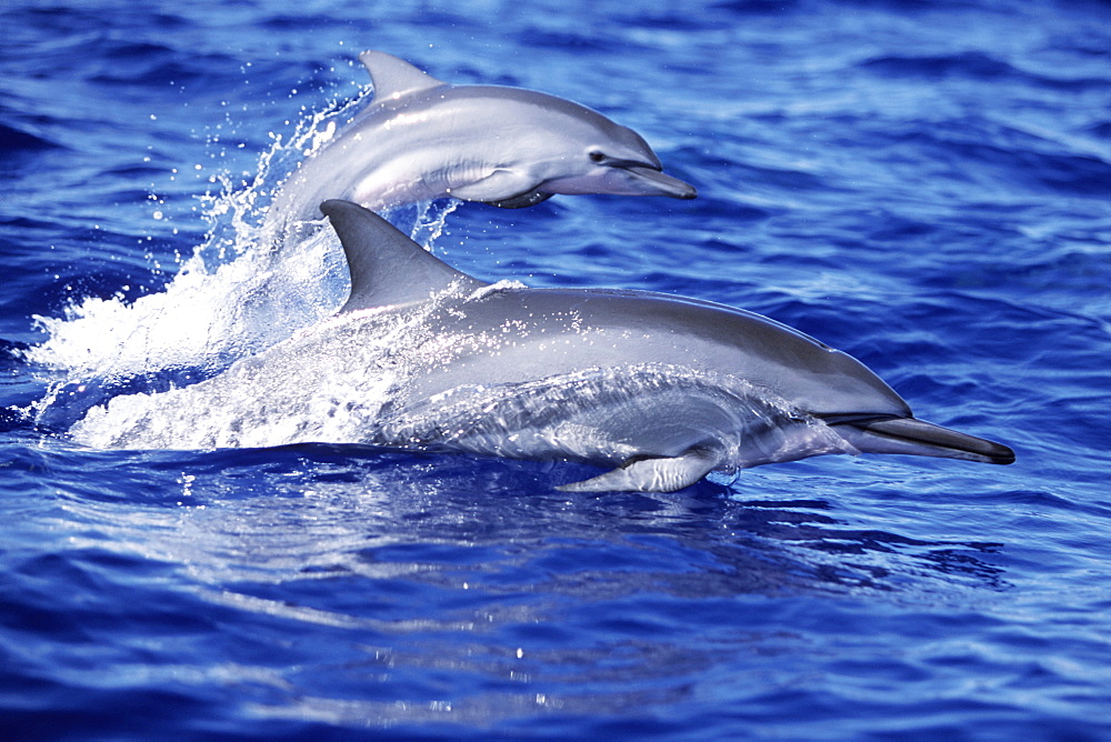 Hawaiian spinner dolphin mother and calf 
surfacing side by side.  AuAu Channel, Maui, USA.