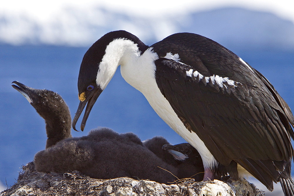 Adult Antarctic Shag, (Phalacrocorax (atriceps) bransfieldensis) from breeding colony on the Antarctic Peninsula