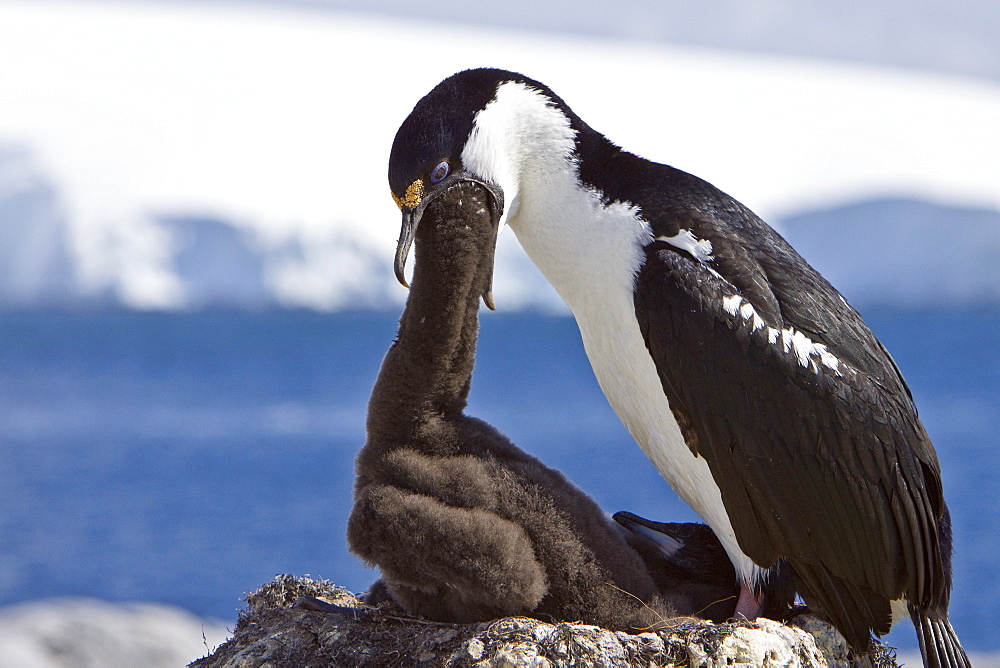 Adult Antarctic Shag, (Phalacrocorax (atriceps) bransfieldensis) from breeding colony on the Antarctic Peninsula