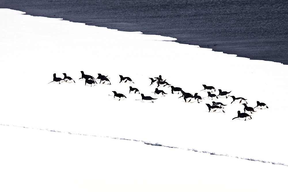 Adelie penguin (Pygoscelis adeliae) near the Antarctic Peninsula, Antarctica.