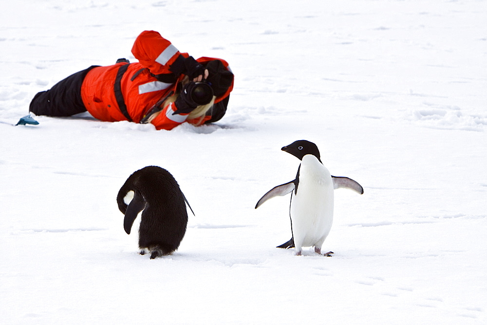 Adelie penguin (Pygoscelis adeliae) near the Antarctic Peninsula, Antarctica.