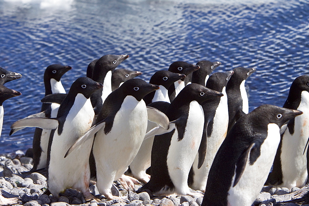 Adelie penguin (Pygoscelis adeliae) near the Antarctic Peninsula, Antarctica.