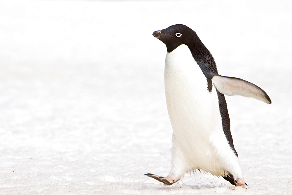 Adelie penguin (Pygoscelis adeliae) near the Antarctic Peninsula, Antarctica.