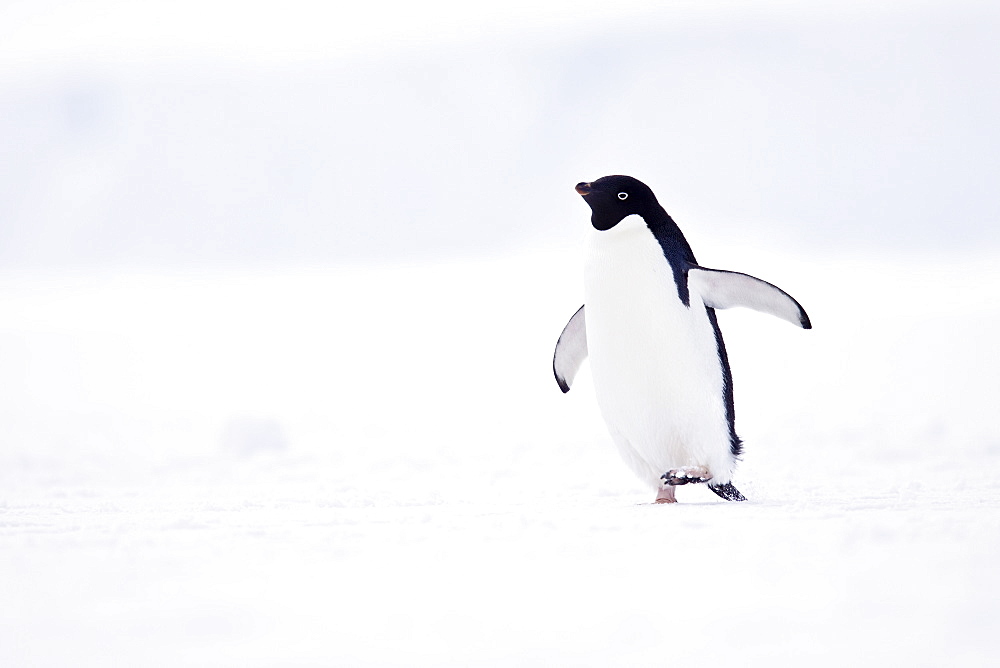 Adelie penguin (Pygoscelis adeliae) near the Antarctic Peninsula, Antarctica.