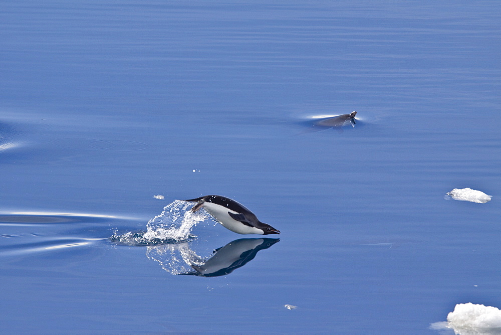 Adelie penguin (Pygoscelis adeliae) near the Antarctic Peninsula, Antarctica.