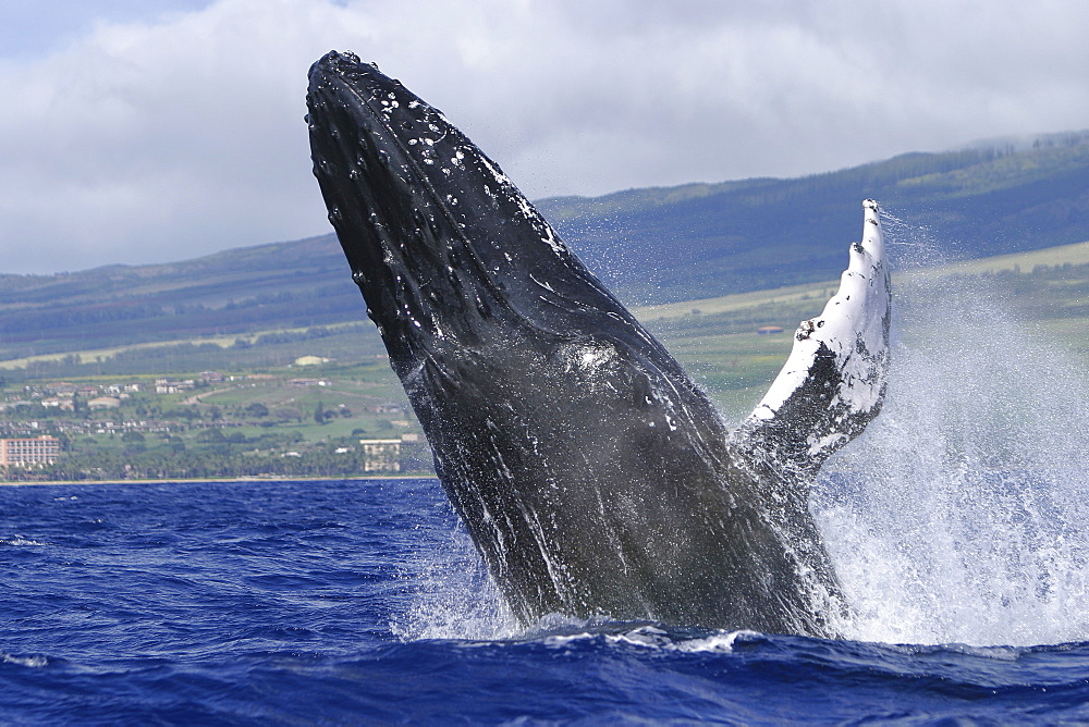 Humpback Whale (Megaptera novaeangliae) Breaching in Auau Channel, Maui, Hawaii, North America