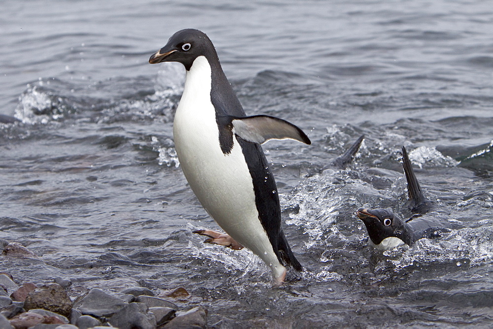 Adelie penguin (Pygoscelis adeliae) near the Antarctic Peninsula, Antarctica.