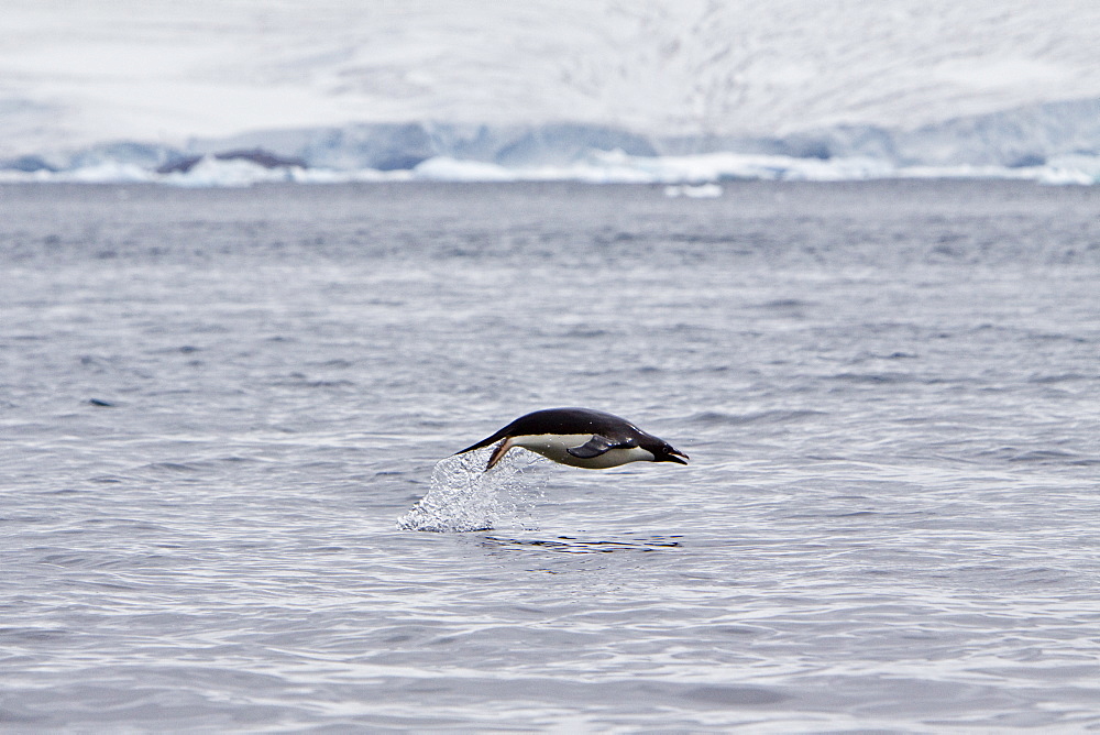 Adelie penguin (Pygoscelis adeliae) near the Antarctic Peninsula, Antarctica.