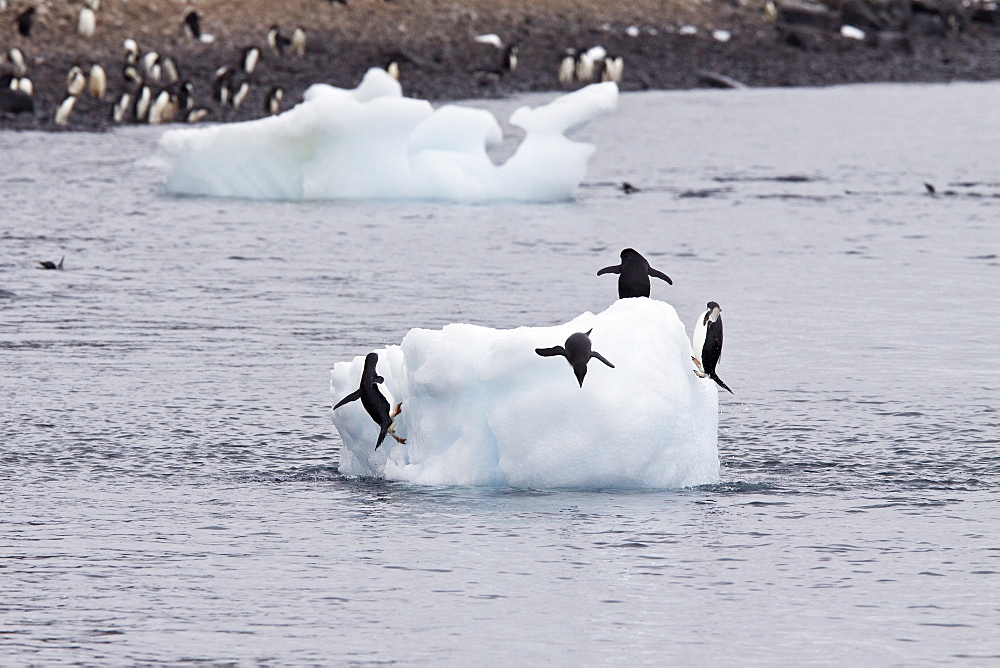 Adelie penguin (Pygoscelis adeliae) near the Antarctic Peninsula, Antarctica.